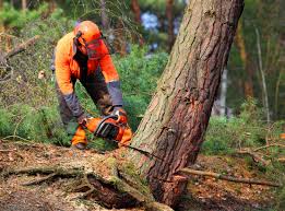 Best Tree Disease Treatment  in Greene, RI